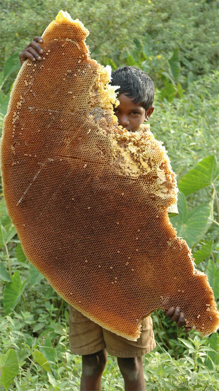 Honey from Chembakolli Wildlife