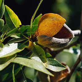 Almond oil