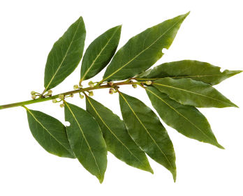 Bay laurel leaf