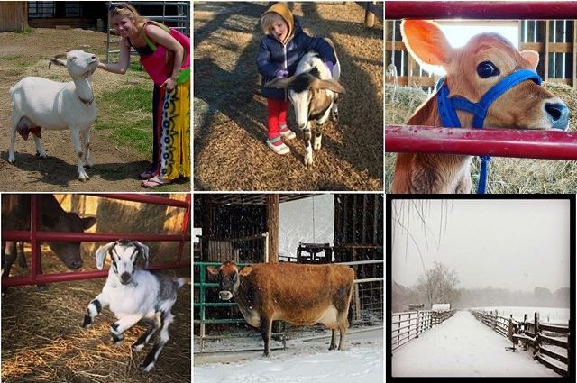 Goat milk farm 